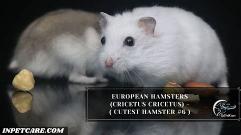 9 Cutest Hamster Breed In The World (With Pictures)