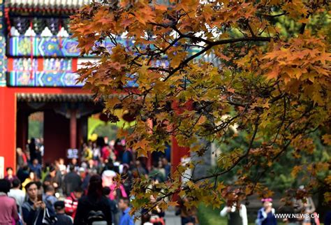 Red leaves enrich autumn palette of Fragrant Hills Park in Beijing ...