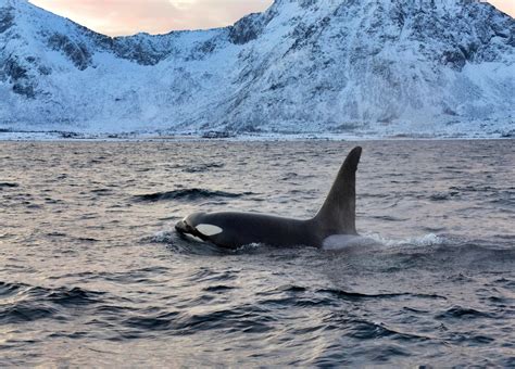 Killer Whale Populations Are Invading the Arctic – Unlocking Secrets ...