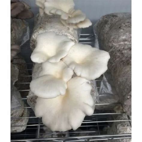 Oyster Mushroom Spawn at Rs 100/kilogram | ऑयस्टर का मशरूम स्पॉन in Bhubaneswar | ID: 16242415573