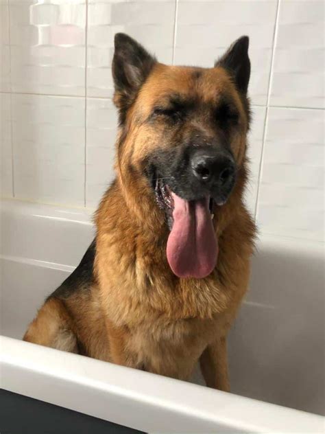 5 Defining Moments When to Bathe a German Shepherd - World of Dogz