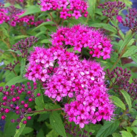 Spiraea japonica 'Anthony Waterer' from NVK Nurseries