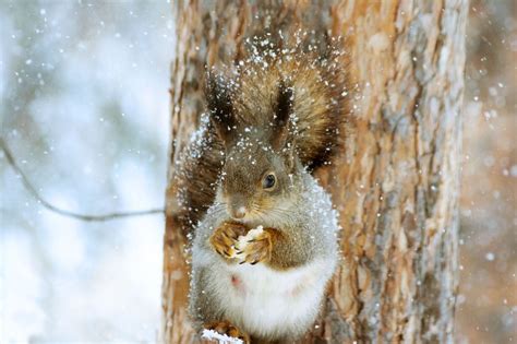 What Do Squirrels Do In Winter?