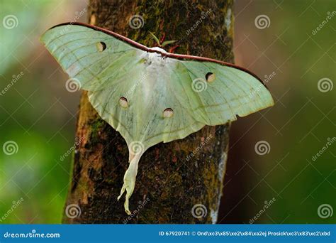 Indian Moon Moth or Indian Luna Moth, Actias Selene, White Butterfly ...