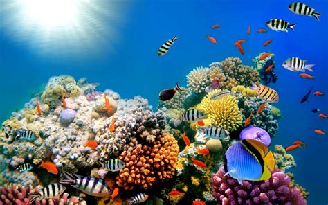 reef ocean sea underwater wallpaper background | Underwater wallpaper, Coral wallpaper, Fish ...