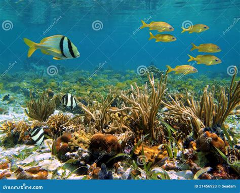 Caribbean sea wildlife stock image. Image of life, central - 21456923