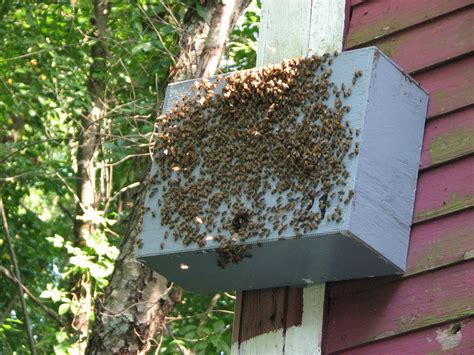 Bushkill Honeybee Swarm Traps | BeeVac.com