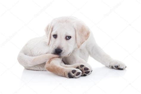 Funny Dog Tail — Stock Photo © Steph_Zieber #33389985