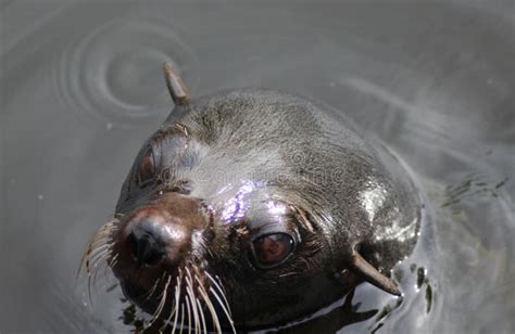 California Sea Lion Swimming Stock Photo - Image of mammal, attraction ...