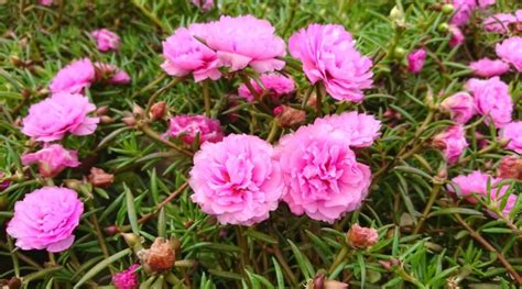 How to Plant, Grow and Care For Portulaca