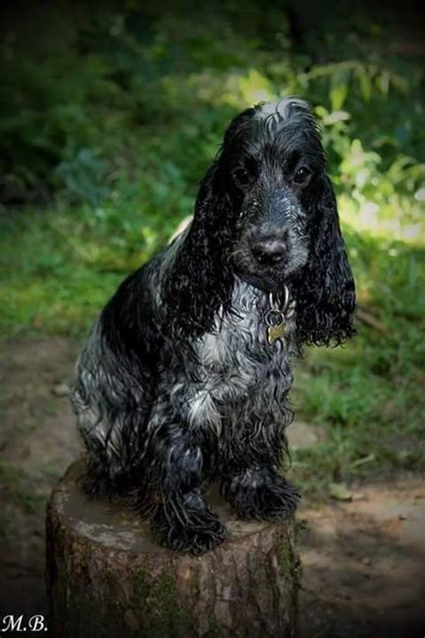 a black and white dog sitting on top of a tree stump