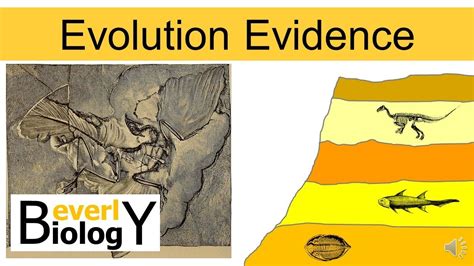 Evolution Evidence (updated) - YouTube