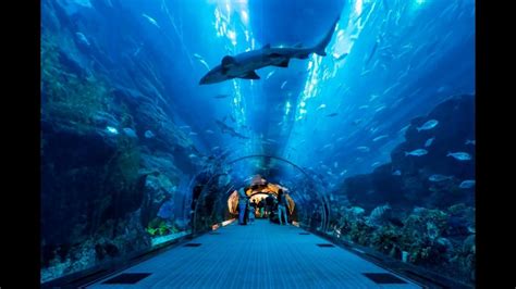 İstanbul Aquarium Tour, ikiz tour turkey travel agency