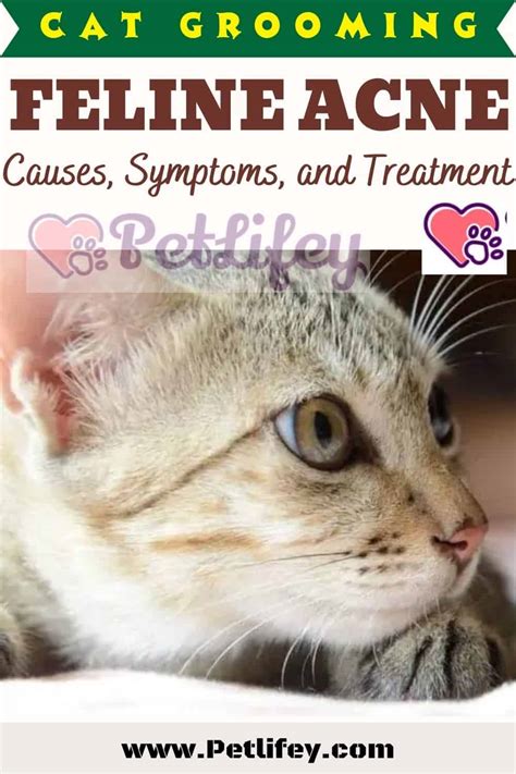Feline Acne: Causes, Symptoms, and Treatment - Pet Lifey