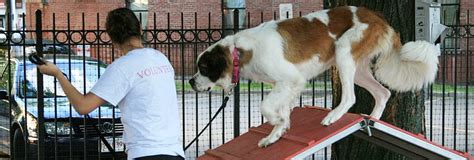 DIY Dog Obstacle Course - Animal Rescue League of Boston