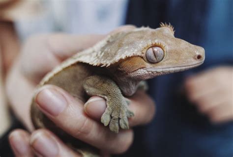 How to Care for Your Crested Gecko - Allan's Pet Center