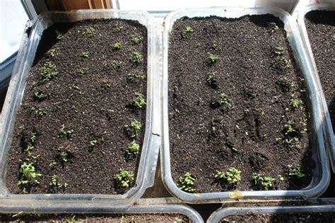 Fruit and Vegetable Seed Planting Indoors - Eric's Organic Gardening Blog