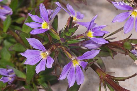 Scaevola aemula - Australian Native Plants Society (Australia)