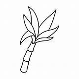 Sugarcane Plant Coloring Worksheet Clip Drawing Line Kindergarten Guide  sketch template
