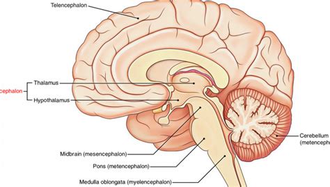 Diencephalon: parts, structure and functions | Wellnessbeam