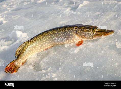 Winter fishing from the ice Stock Photo - Alamy