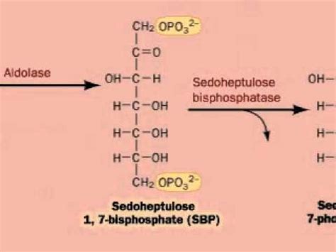 Photosynthesis | Calvin Cycle | Regeneration of Ribulose-1,5-bisphosphate, RuBP - YouTube