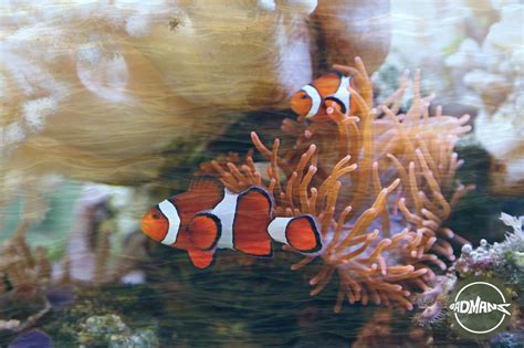 Can A Clownfish Live In Freshwater? A Smart Care Guide