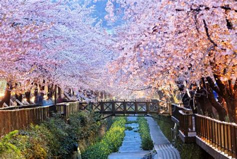 Best Time to Visit South Korea | On The Go Tours