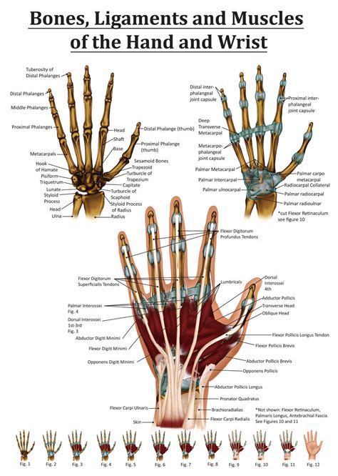 Anatomy of the Hand and Wrist by Black-Rose227 on DeviantArt