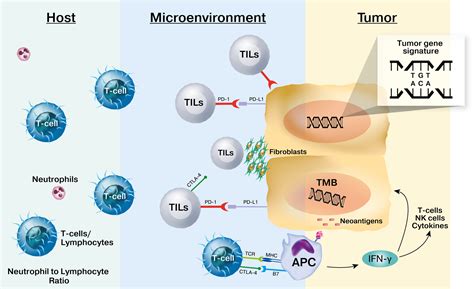 Biomarkers for immune checkpoint inhibition in non–small cell lung cancer (NSCLC) - Bodor - 2020 ...