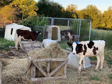 Holstein and Brown Swiss Calves | National Ag Connections LLC