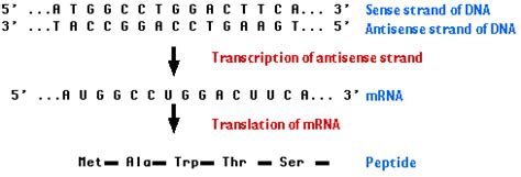 Antisense Technology and Its Applications