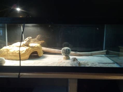 Does my Bearded Dragon's cage setup look up to par? : r/BeardedDragons