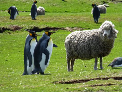 Falkland Islands, home to lots of sheep and penguins ... and very few ...