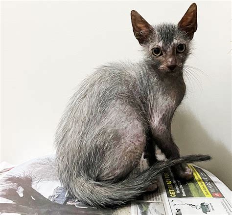 Lykoi Breeders Australia | Lykoi Info & kittens