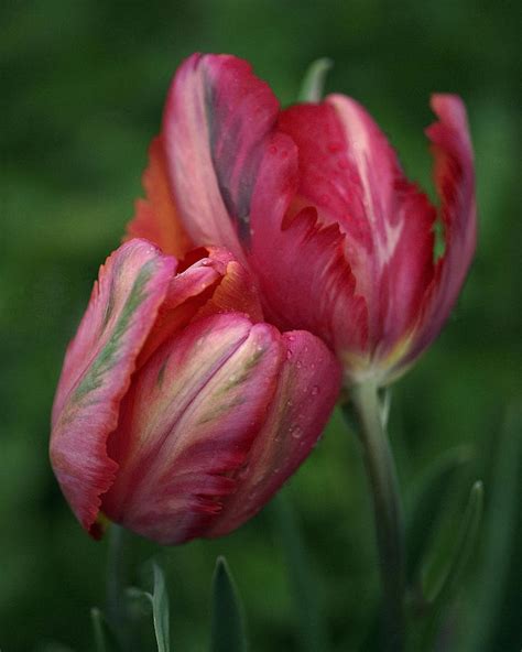 A Pair of Tulips in the Rain Photograph by Rona Black - Fine Art America