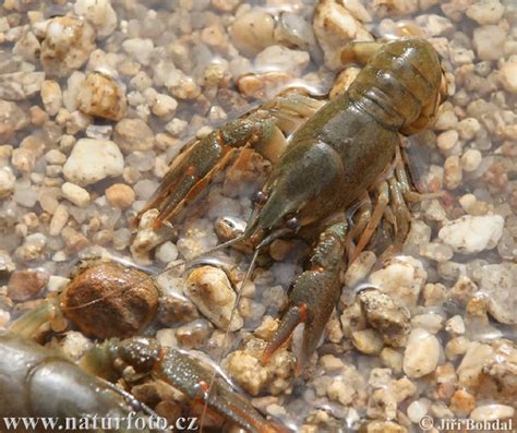 Astacus astacus Pictures, Noble Crayfish Images, Nature Wildlife Photos | NaturePhoto