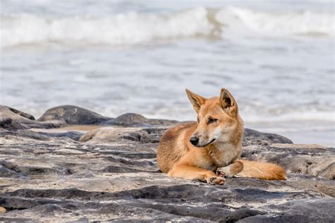 Protecting K'gari Fraser Island's Biodiversity - Drop Bear Adventures