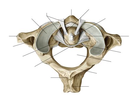 Ligaments of Median Atlantoaxial Joint Superior View Anatomy Diagram | Quizlet