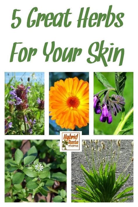 Herbs that can help heal, repair and soothe the skin. Using and/or making skin care products ...