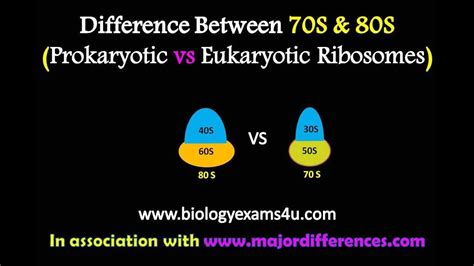 Difference between 70S and 80S Ribosomes (Prokaryotic vs Eukaryotic ribosomes) - YouTube