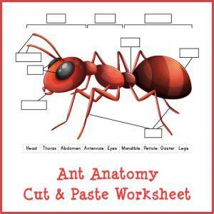 Teaching kids about ant anatomy {insect printable} | Ants worksheet ...