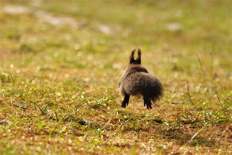 Squirrel running away stock photo. Image of wild, outdoor - 19291320