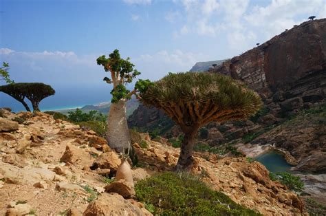 Socotra Island, Yemen. Just magical. [3942x2733][OC] : EarthPorn