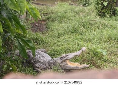 1,691 Siamese crocodile Images, Stock Photos & Vectors | Shutterstock