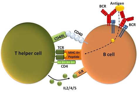 Difference between B Cells and T Cells • Microbe Online