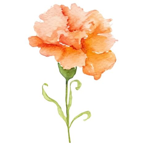 Premium Vector | Watercolor painted carnation flower Hand drawn design ...