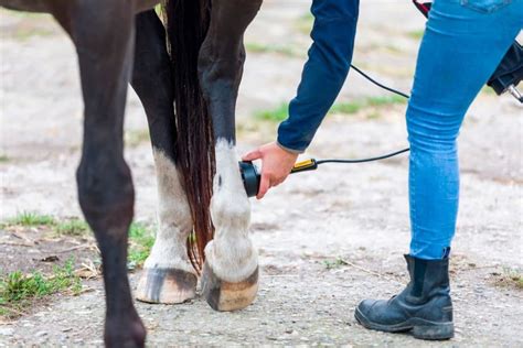 Treats For Laminitic Horses at Dwight Arizmendi blog