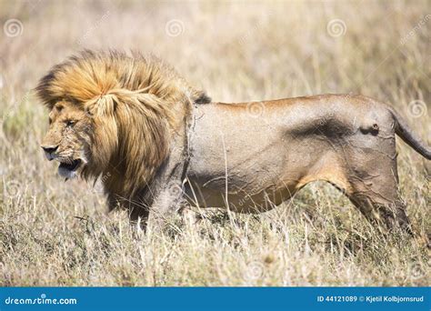 Large Wild Male Lion In Serengeti Stock Image - Image of family, grass ...