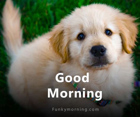 339+ Cute Dog Good Morning Images | Dog Puppy Good Morning HD Pics